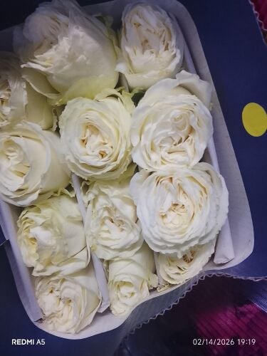 any flower holsale& flower arrang
