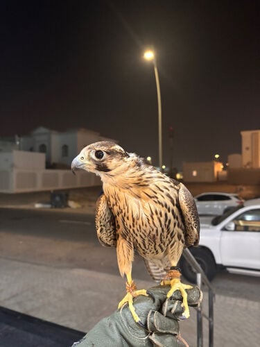 جبليه