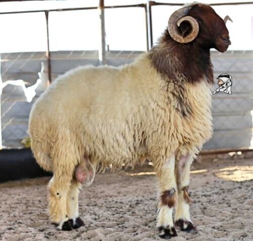 قصاب خرفان وماعز