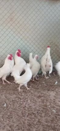 Ornamental chickens for sale 