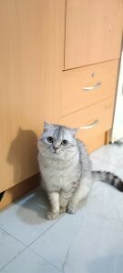 Scottish fold