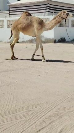 بكره لقيه راهيه تصلح حاضنه