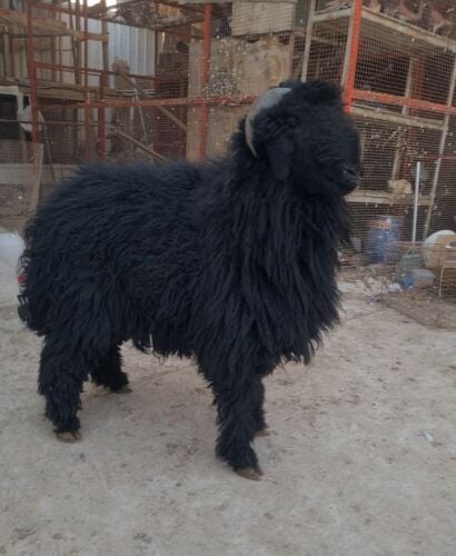 فحل عربي صتف جرم ماشاءالله جداع