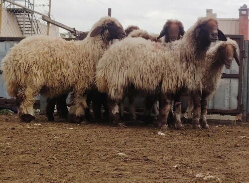 للبيع شوهات سوريه شباب طيبه