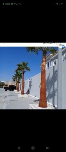 نخيل واشنطنيو