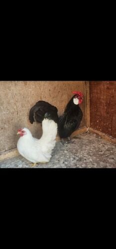 Healthy egg pair for sales