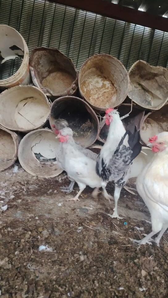 Fansy Chiken for sell