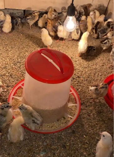 chicks