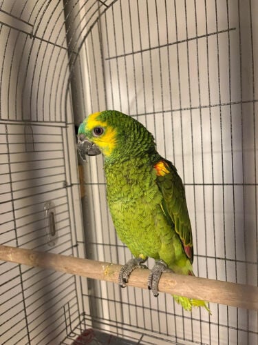 parrot 