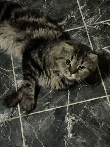 someone’s missing cat