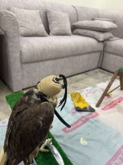 ￼وكري
