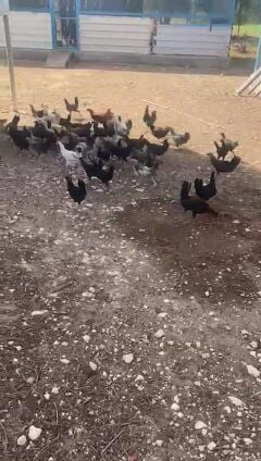 دجاج بلدي تربيه مزرعه