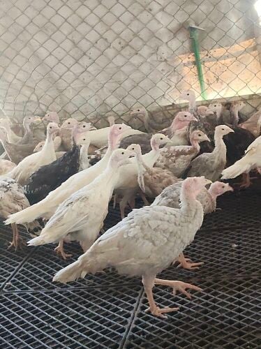 متوفر رومي الوان جميع الاحجام من