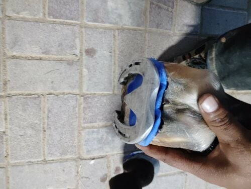 Roxy farrier 74016017