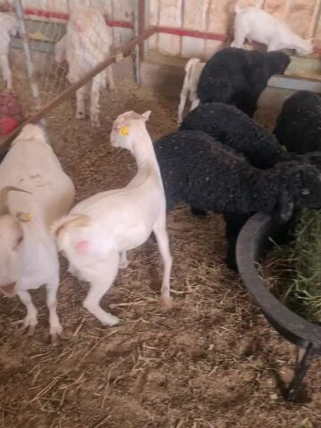 خرفان عرب أسود