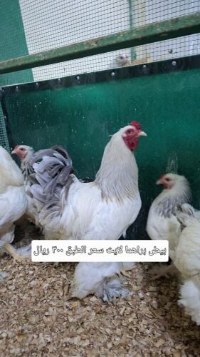 Fertilized chicken eggs for hatch