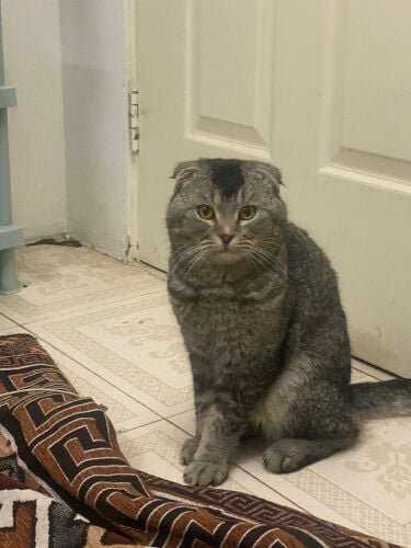 قطو بيت 