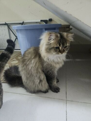 maine coon male rear breed