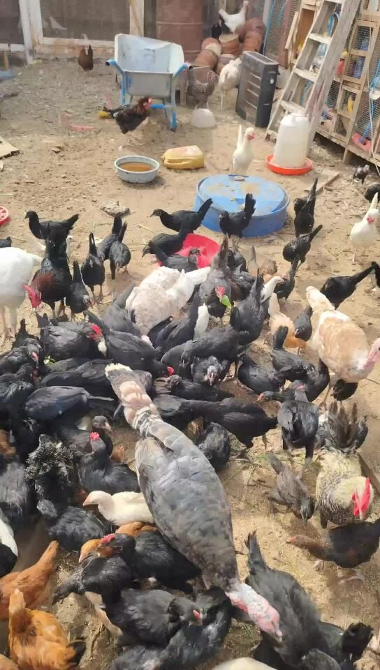 Farsi Baby Chiken all in black