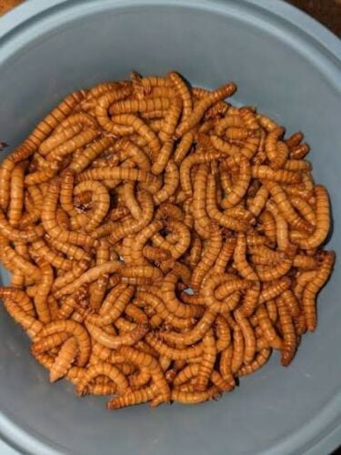 mealworms 1000