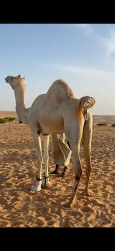 سودانيه منتج فاخره
