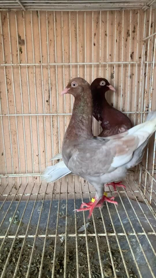 pigeon 