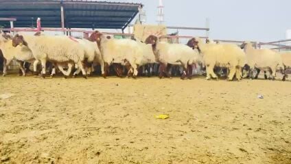 للبيع شويهات سوريه طيبه