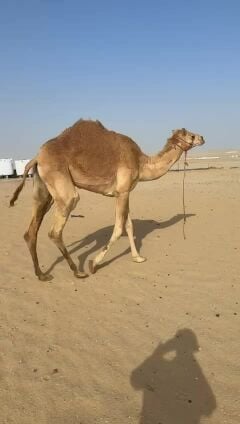 القيه القحه 
