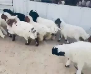 للبيع 13 هرافي 10 و3 رخال