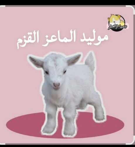 للبيع  قزم بيور اصلي