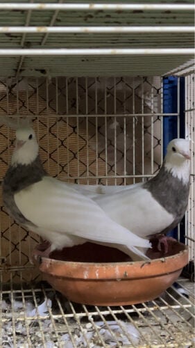 جوزين مطوق. 