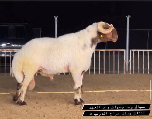 الفحل خيال 