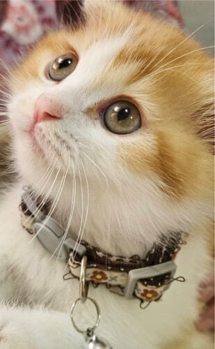 Cute scottish kitten