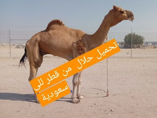 للبيع