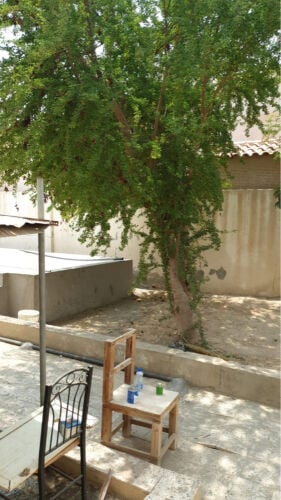 قطع الا شجاره ونقل النخيل 