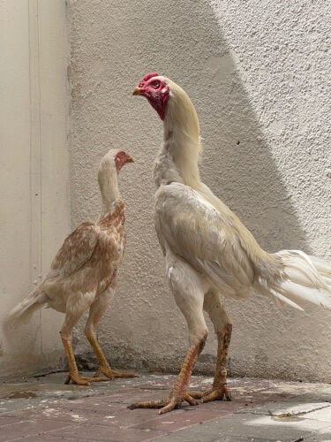 Pair of white Aseel chicken 