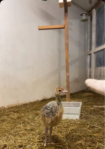 نعام افريقي