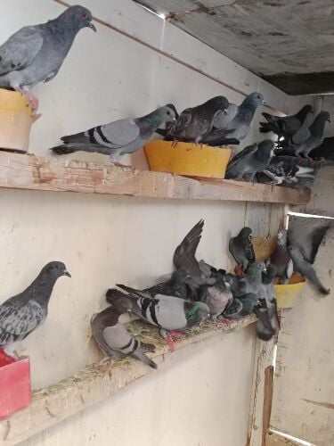 حمام لبيع قوي جوز30
