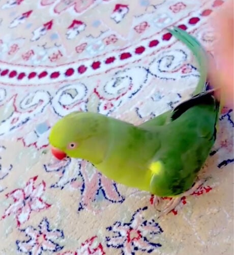 Durra missing in ezgawa