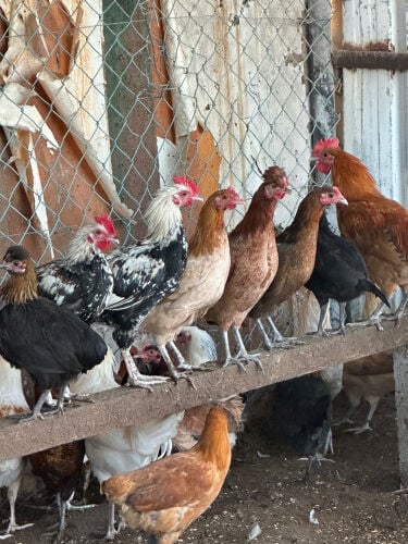 Selling local chickens