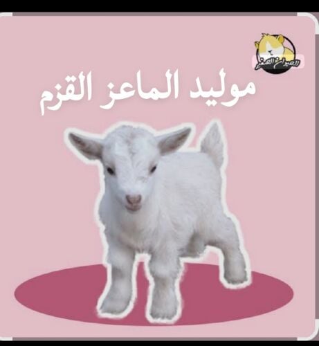 الماعز القزم  تيس متعود علي الرضا