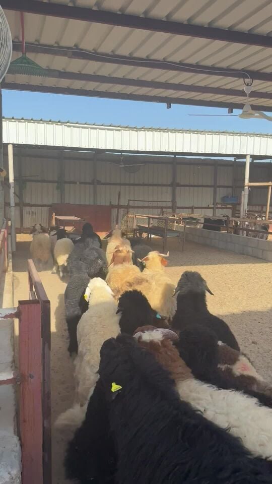 طليان سمان فل فاخرة