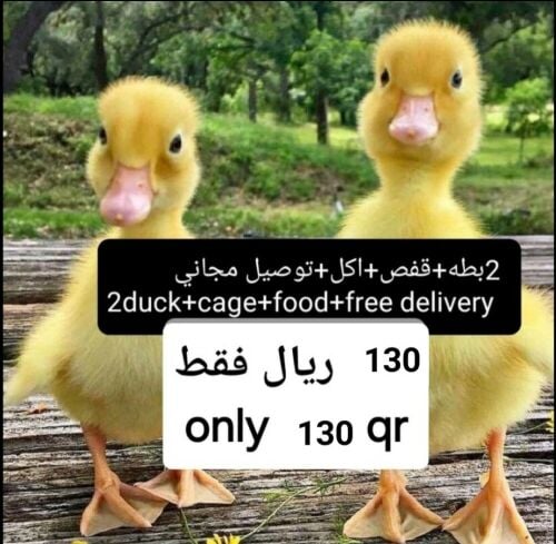 عرض ٢ بطه واكل وقفص كبير وتوصيل
