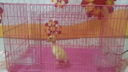 عرض ١ بطه قفص اكل توصيل