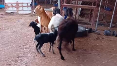 للبيع  شويهات بربر وليد طيبه ديد