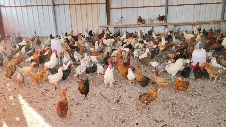 chicken baladi  lear egg