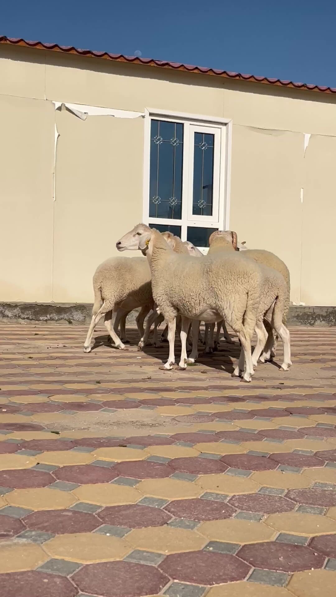 جزائريات اولاد جلال