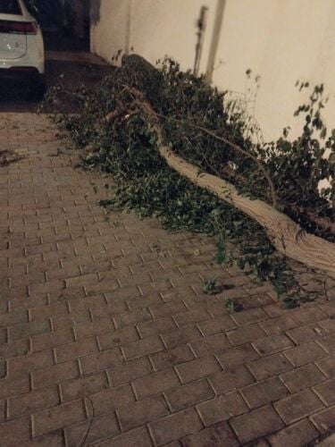 تقطيع الأشجار ومزارع ومنسق حدائق