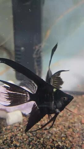 8 pcs of angel fish