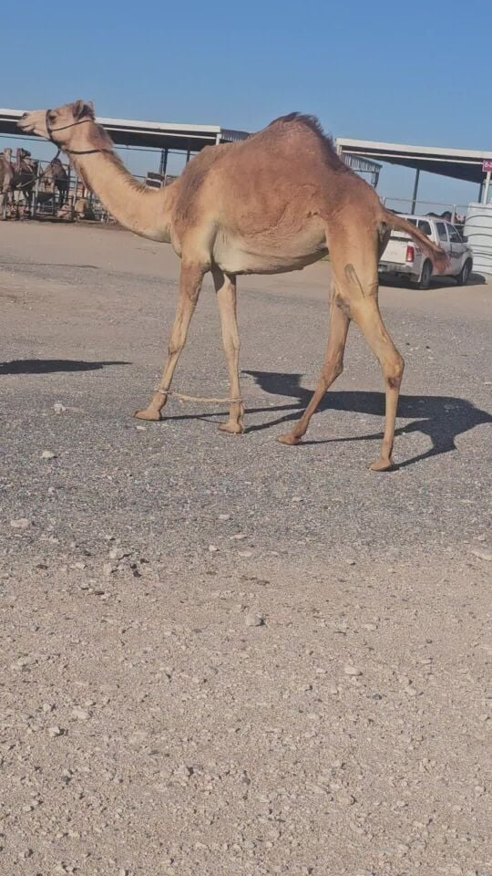 للبيع بكره لقحه
